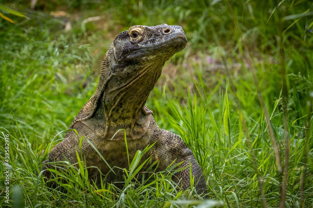 Fototapeta premium Komodo Dragon peering through grass