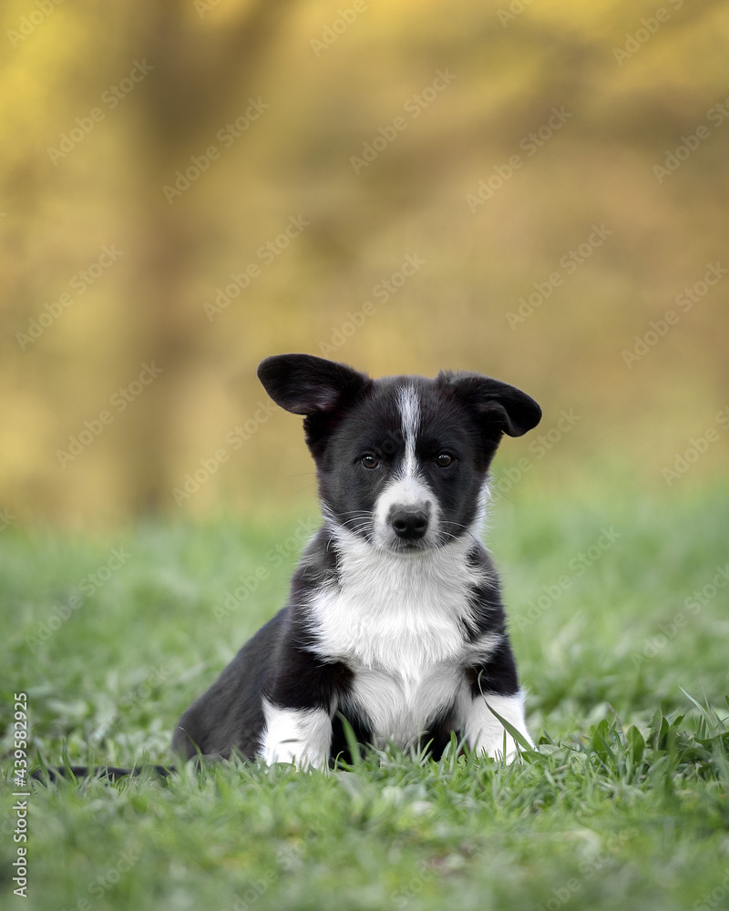 Corgi puppy in the park in the summer