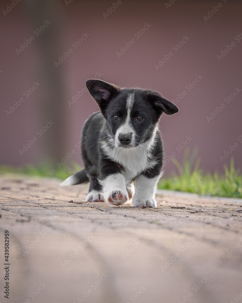 Corgi puppy in the park in the summer Corgi puppy in the park in the summer