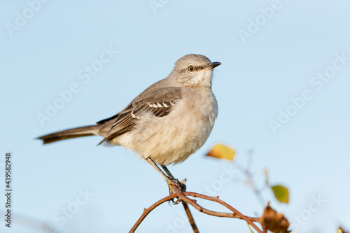 Northern Mockingbird photo