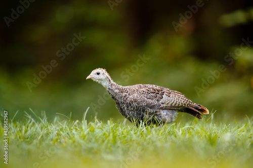 Wild Turkey Poult