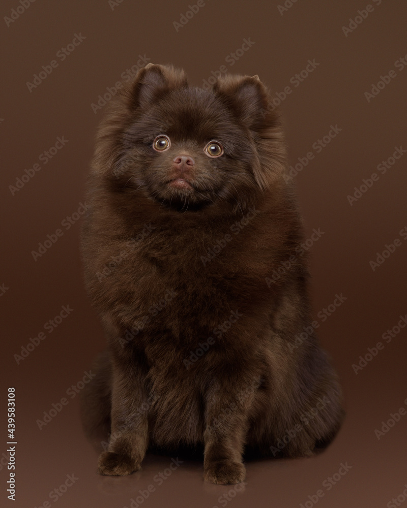 A pomeranian puppy on a dark background фотография Stock | Adobe Stock
