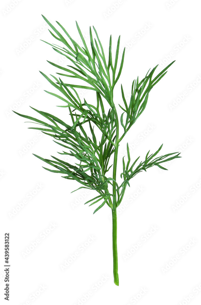 Sprig of fresh dill isolated on white Sprig of fresh dill isolated on white