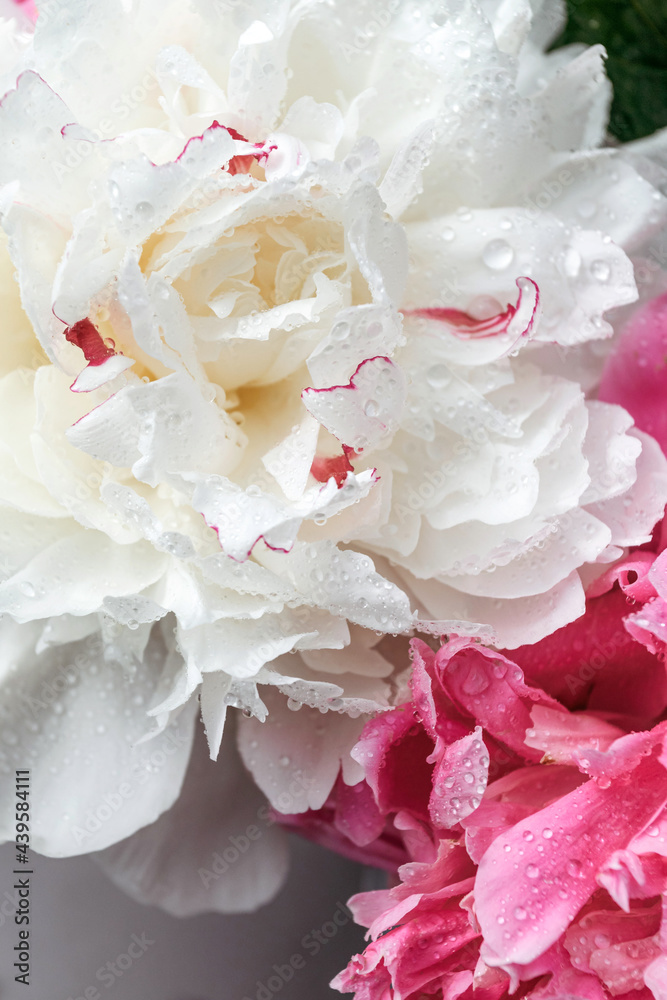 Close-up of flowers peonies. White and pink peonies close-up. Backgrounds for bloggers, beauty masters.
