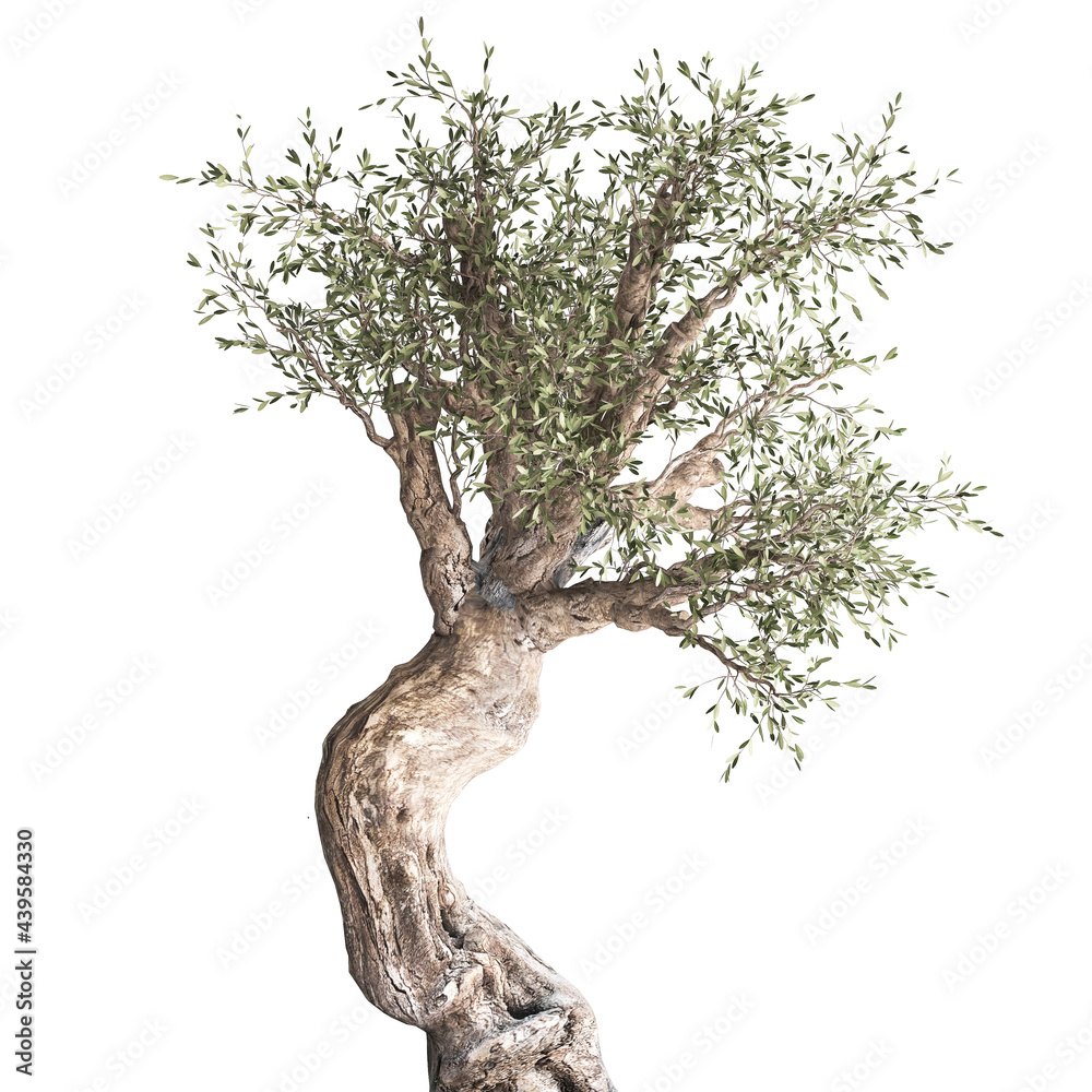 248,437 Olive Tree Images, Stock Photos, 3D objects, & Vectors