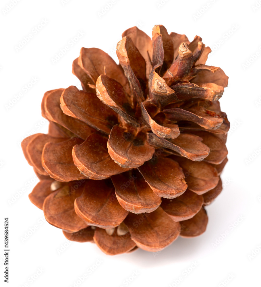 one dried pine cone isolated on white background one dried pine cone isolated on white background