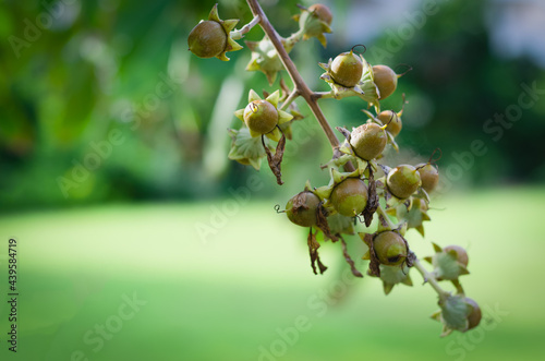 Picture of seeds from a type of forest tree that grows in evergreen forests.