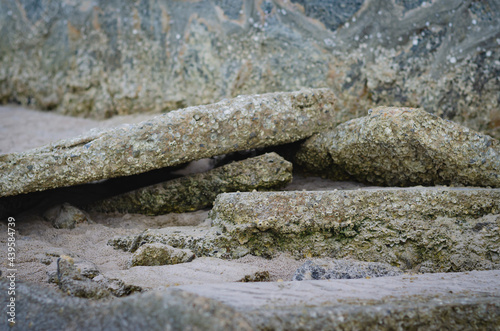 A picture of a rocky reef along the beach that has many shellfish remains.