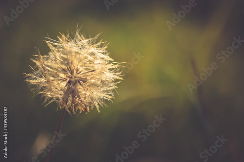 dandelion