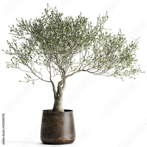 фотографія 3D illustration of Olive tree in a rusty flowerpot isolated on white background