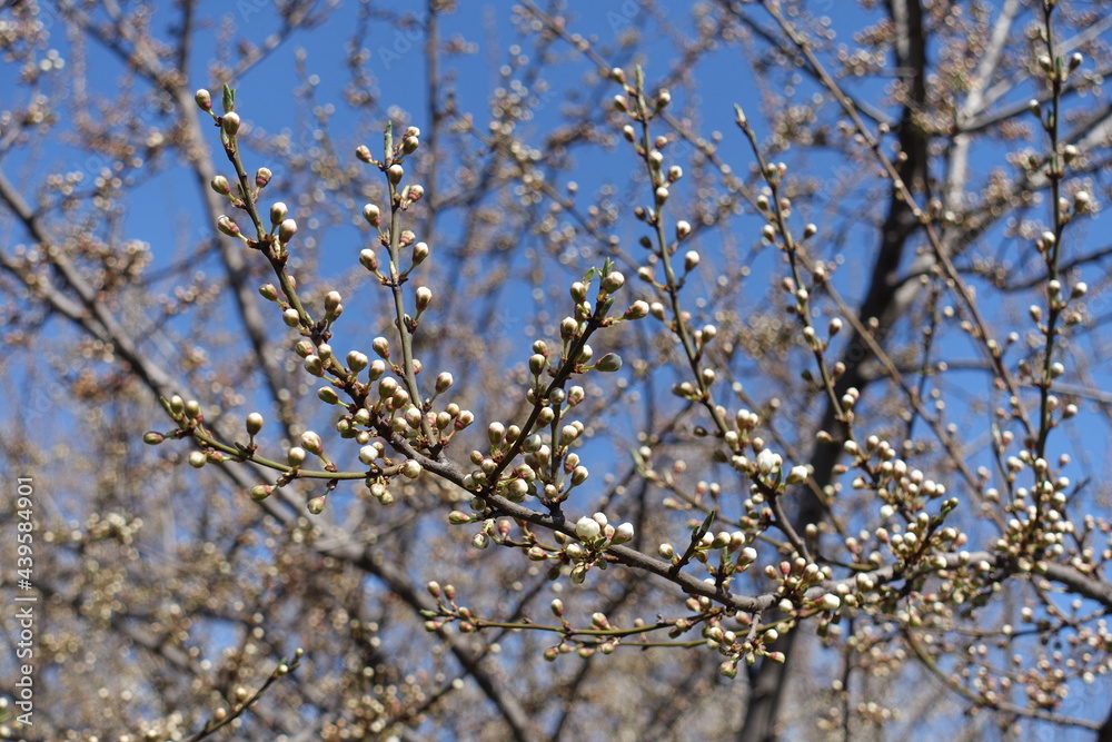 Azure blue sky and branches of plum tree with closed flower buds in March Azure blue sky and branches of plum tree with closed flower buds in March