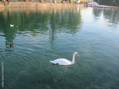 White swan on the lake. seagull on the clear azure water on a sunny day. People like to feed wild swans.