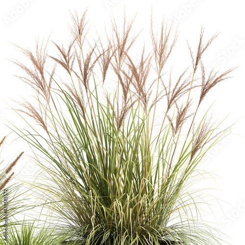 3D digital render of reeds in a flowerpot isolated on white background