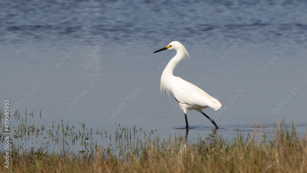 Great egret hunting in a shallow salt marsh Great egret hunting in a shallow salt marsh