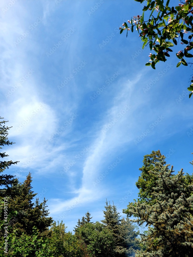 Beautiful blue sky from the thicket Beautiful blue sky from the thicket