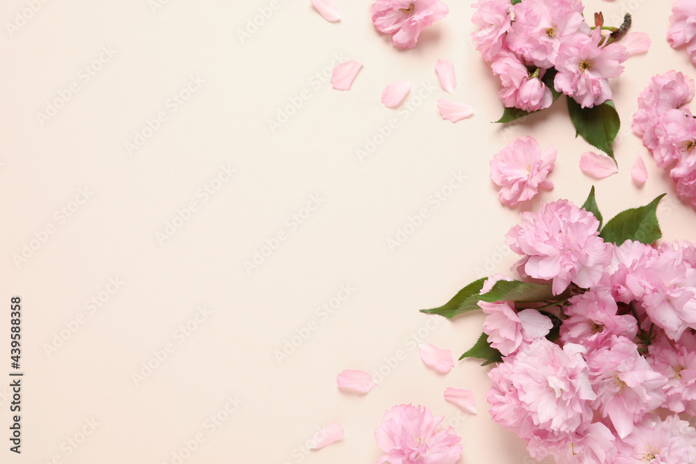 Beautiful sakura tree blossoms on pink background, flat lay. Space for text