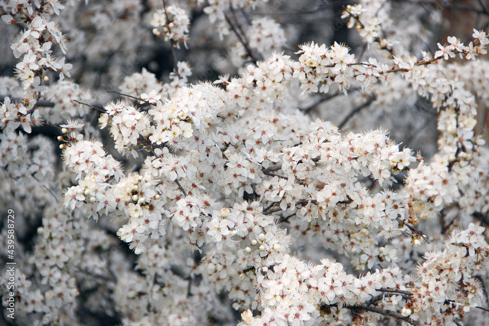 cherry blossom cherry blossom