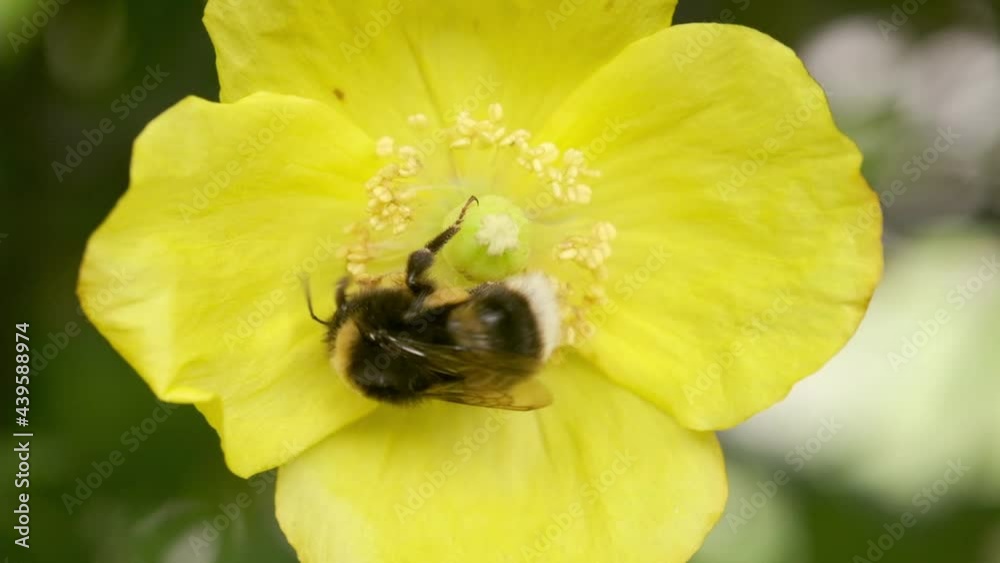 Honey Bee collecting pollen on flower
Honey Bee collecting pollen on flower