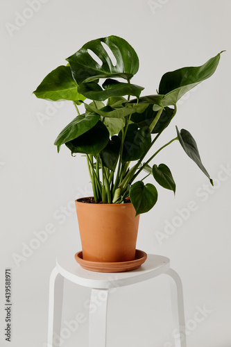 Plant in studio