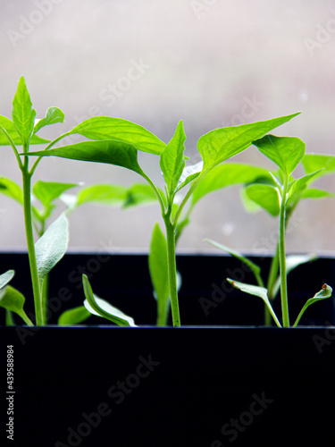 seedlings in a pot 