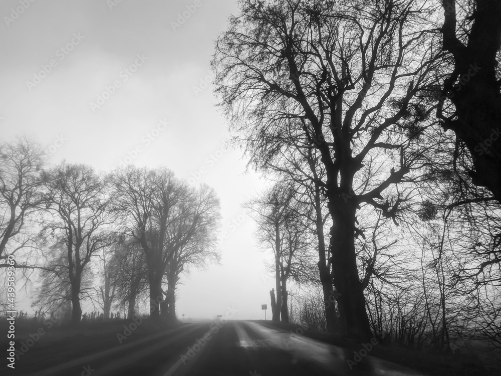 Obraz premium fog on the road