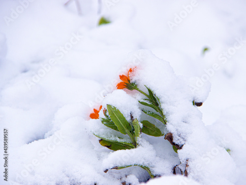 flowers under the snow
