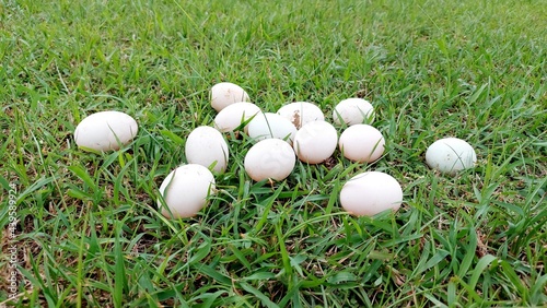 Duck eggs on the grass