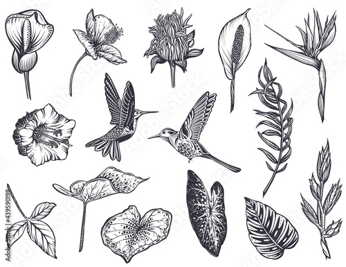 Vector collection of tropical flowers, hummingbird, jungle palm, exotic leaves.