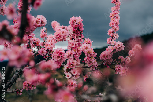 Vivid pink flowers of almond tree with a dark sky on the backgro photo