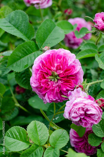 Fresh spring flowers. Flower bed. Pink roses. Raindrops on the leaves. Bouquet of flowers.