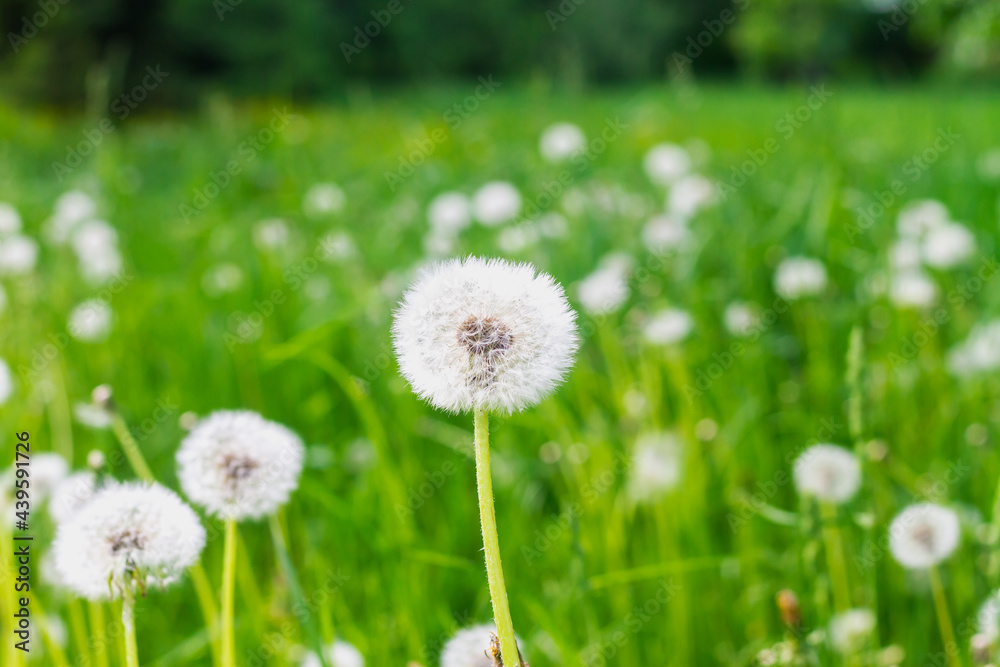 A field of fluffy white dandelions on a sunny summer day, the flowers scatter their seeds in the wind A field of fluffy white dandelions on a sunny summer day, the flowers scatter their seeds in the wind