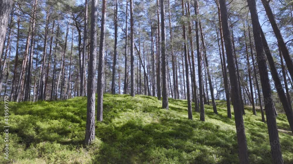 Green bushes of blueberries in a pine forest. Tall slender pines stretch into the blue sky. Summer sunny day in Latvia.