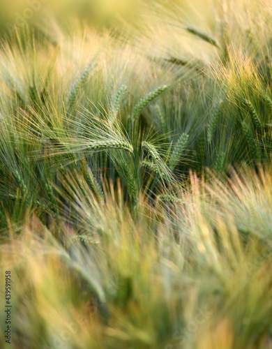 champ de blé en juin