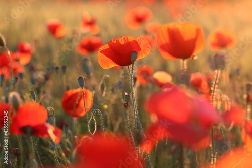 Red poppy field at sunset in spring