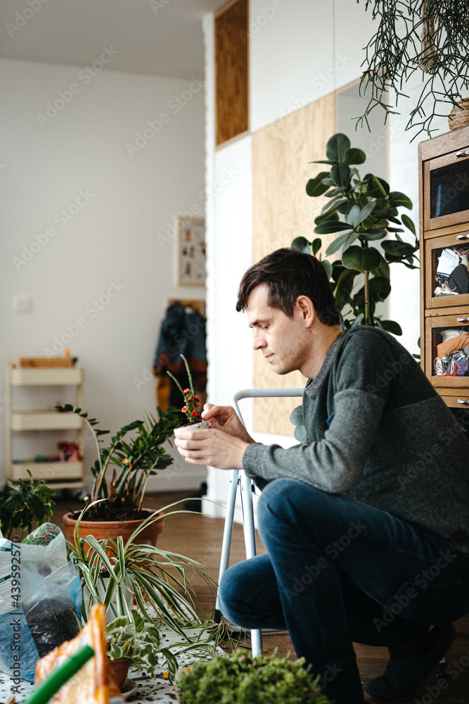 middle aged man taking care of houseplants middle aged man taking care of houseplants