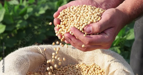 Soybean grain in a hands of successful farmer, in a background green soybean field, agricultural concept. Close up of hands full of soybean grain in jute sack, slow motion photo