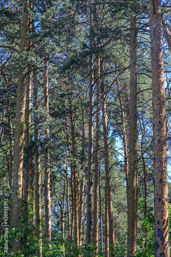 Dense pine forest on a hot summer day