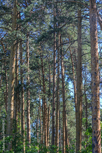 Dense pine forest on a hot summer day
