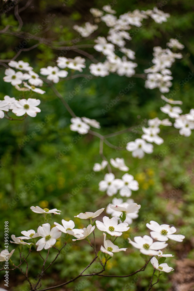 Dogwood Dogwood