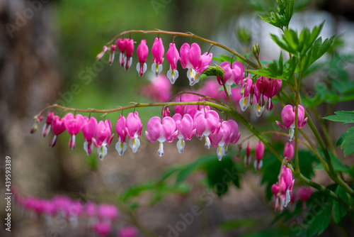 Bleeding Heart