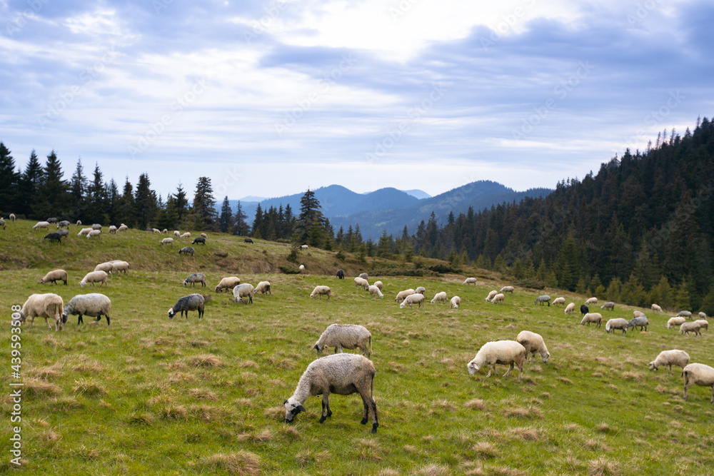 Fototapeta premium Herd of sheep in the mountains grazing on green grass pasture