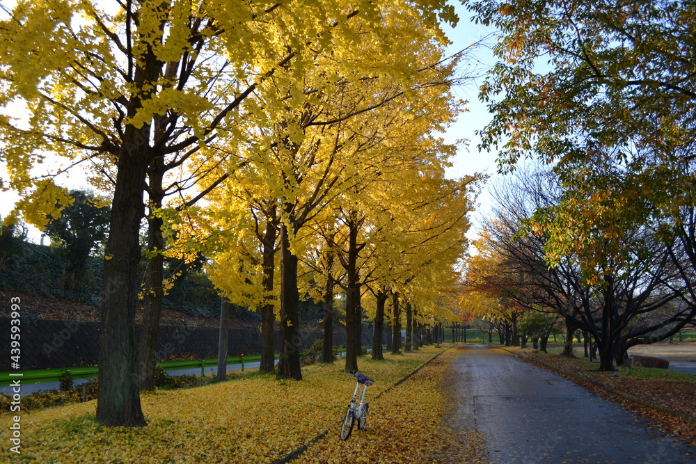 Naklejka premium イチョウ並木