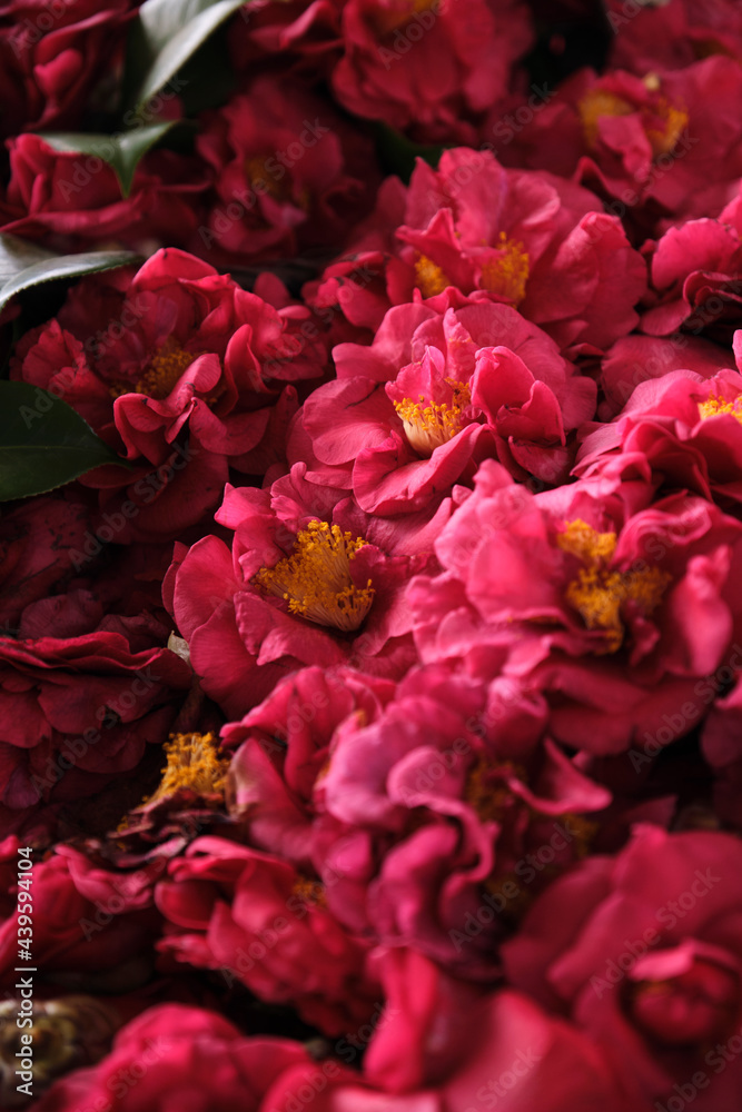 Freshly picked camellia in a textured antique container. Under sunlight Freshly picked camellia in a textured antique container. Under sunlight