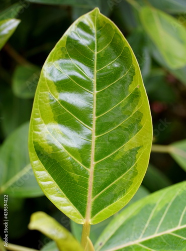 Beautiful variegated leaf of Council Tree 'Variegata', with scientific name Ficus Altissima