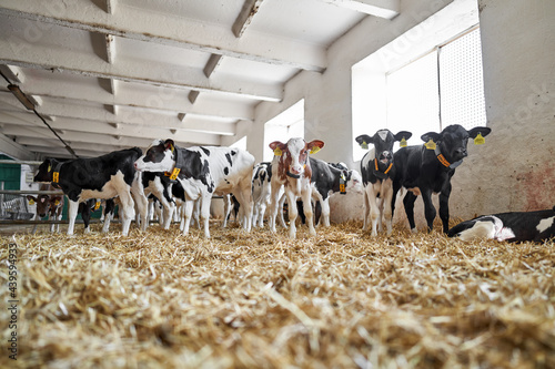 View at baby cows at milk farm indoors