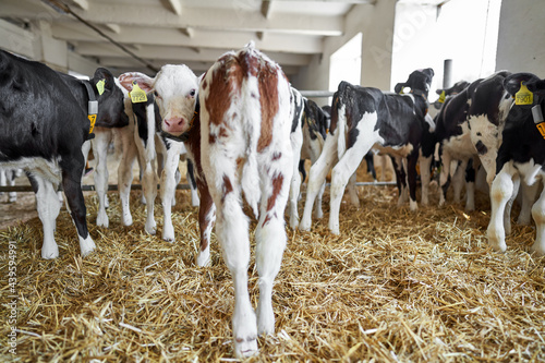 View at baby cows at milk farm indoors photo