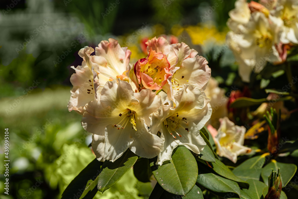 Large flowering bush of Rhododendron yakushimanum 'Golden Torch' against blurred background of greenery. Selective focus. Ornamental evergreen shrub with beautiful light cream flowers. Adler, Sochi.