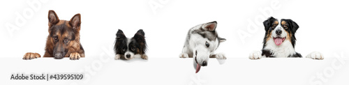 Photography Group of 4 different purebred dogs sitting isolated over white studio background