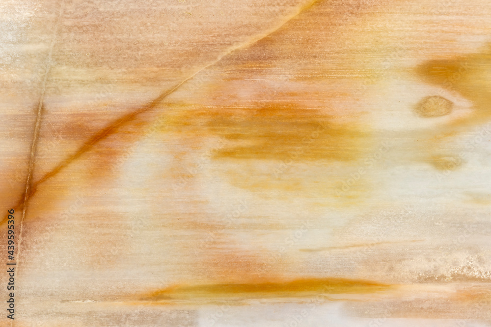 Petrified Wood Closeup