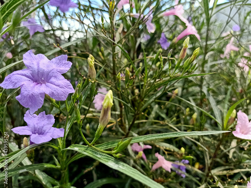 Purple flowers ruellia tuberosa surrounded by green leaves in the natural garden